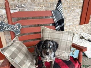 Mixed Breed dogs Gracie - Ad 36