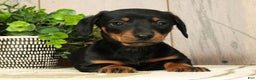 Miniature Dachshund dogs for sale: Finley - Ad 8