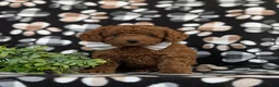Toy Poodle dogs for sale: Shepley 9 lbs full grown - Ad 2