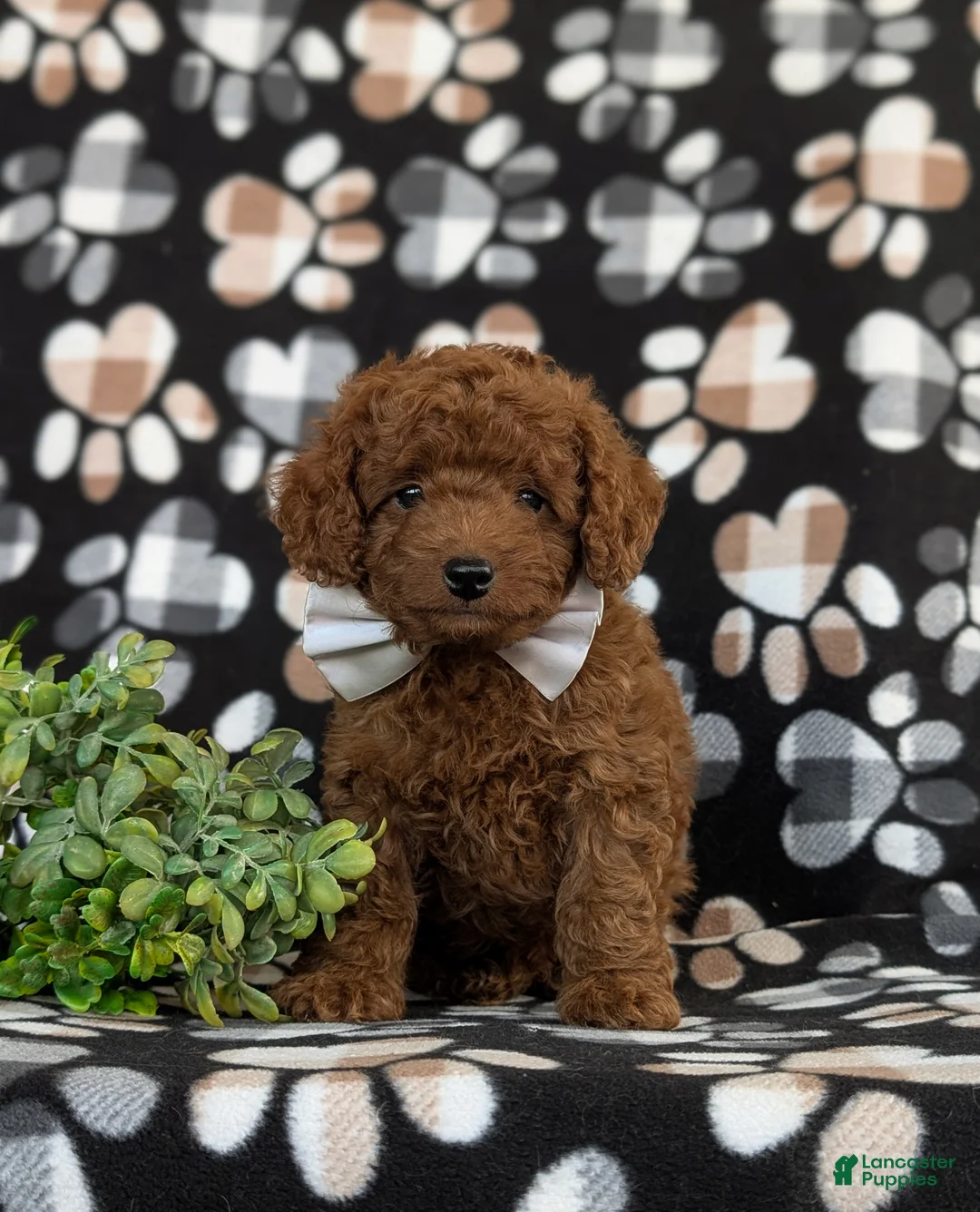 Toy Poodle dogs for sale: Shepley 9 lbs full grown - Ad 2