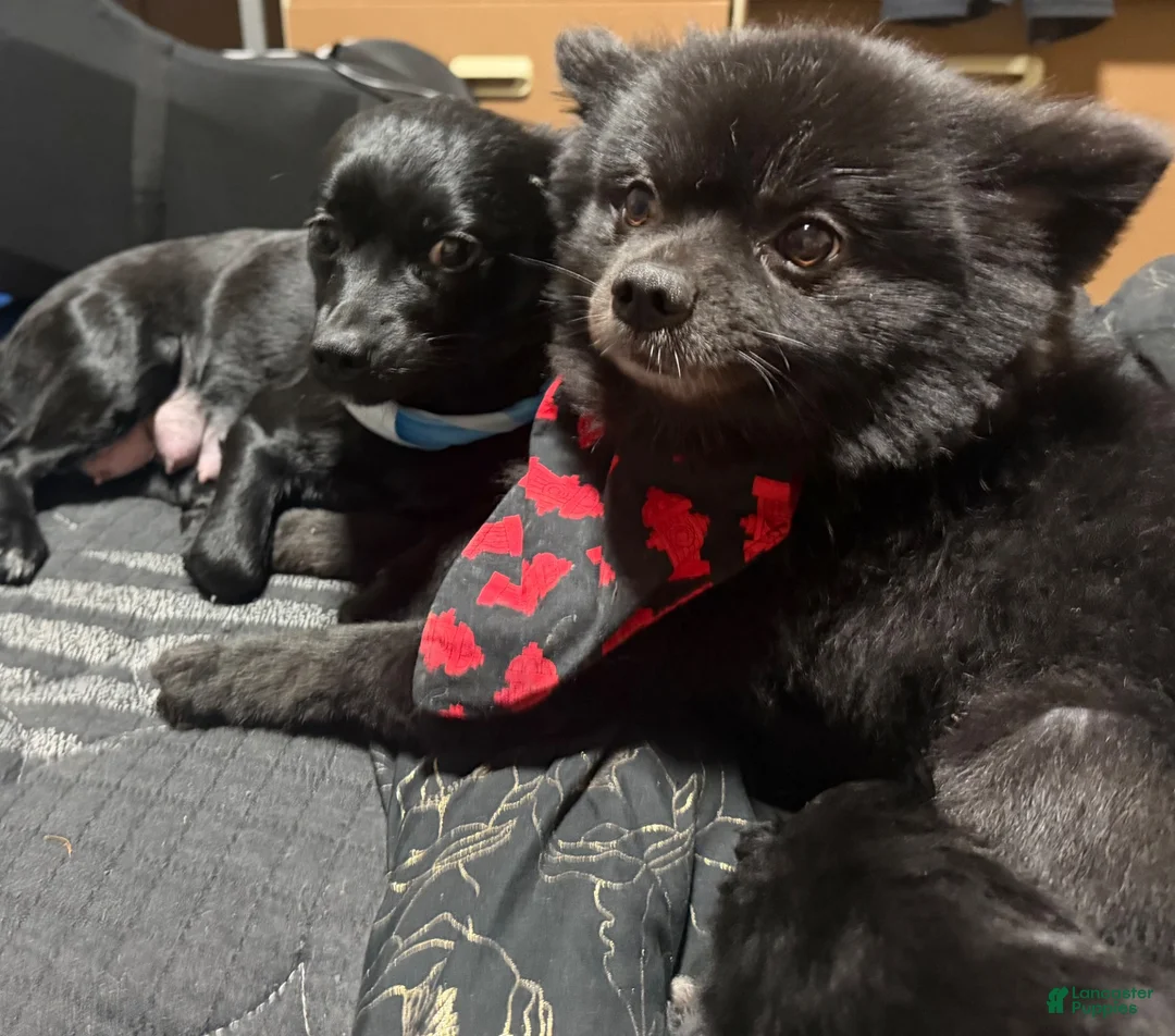 Mixed Breed dogs for sale: Paris - Ad 3