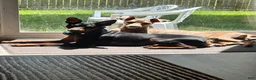 Miniature Pinscher dogs for sale: Miniature Pinscher 2 ( clementine ) - Ad 21