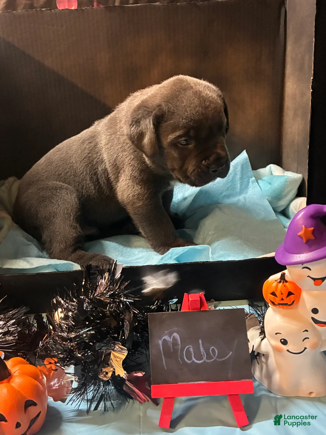 Cane Corso dogs for sale: Cane Corso 6 - Ad 2