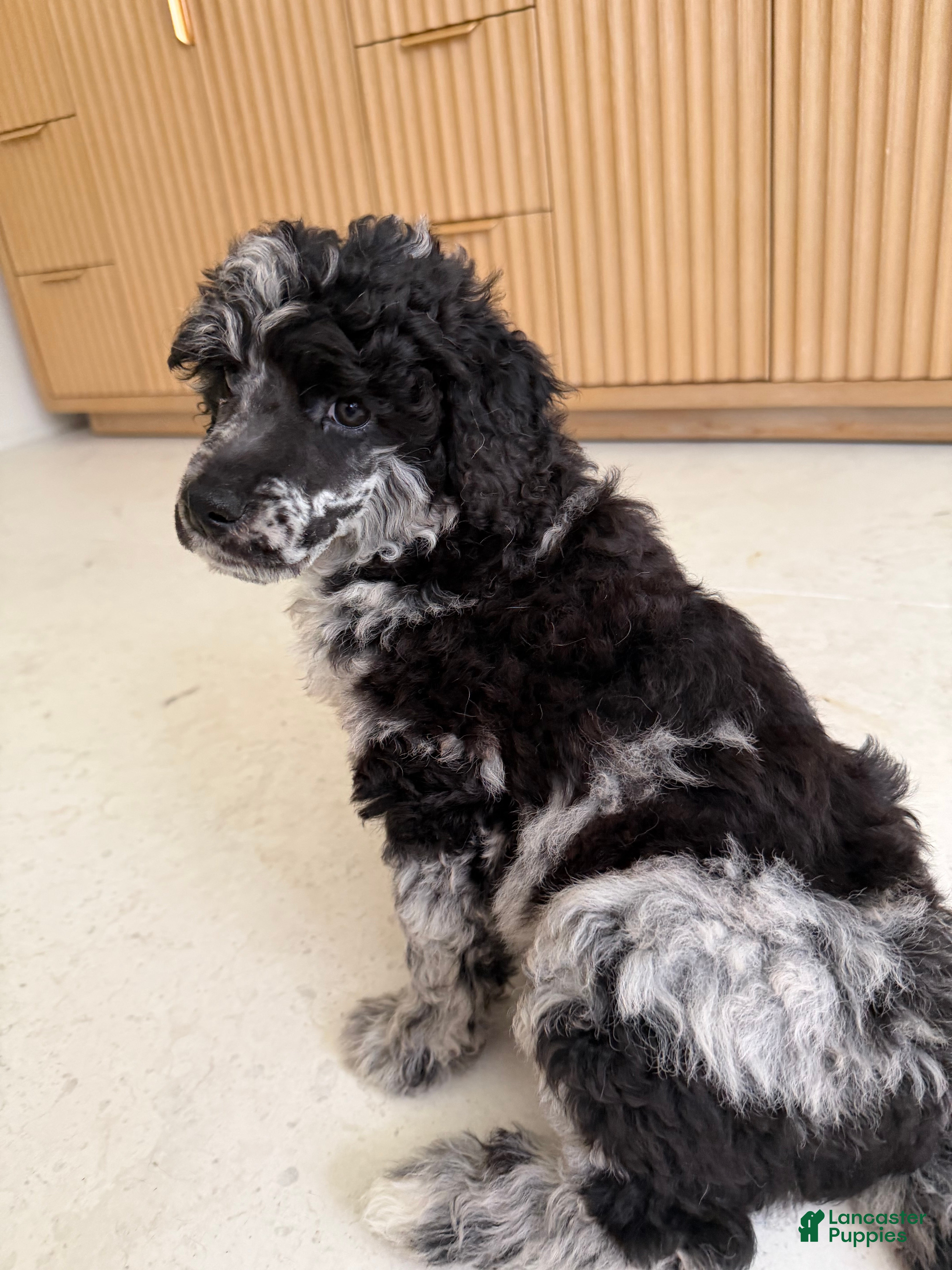 Miniature Poodle dogs Raven  - Ad 2