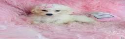 Toy Poodle dogs for sale: Toy Poodle 1 - Ad 1