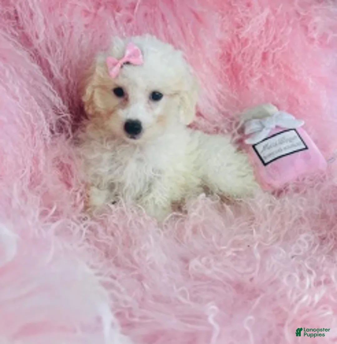 Toy Poodle dogs for sale: Toy Poodle 1 - Ad 1