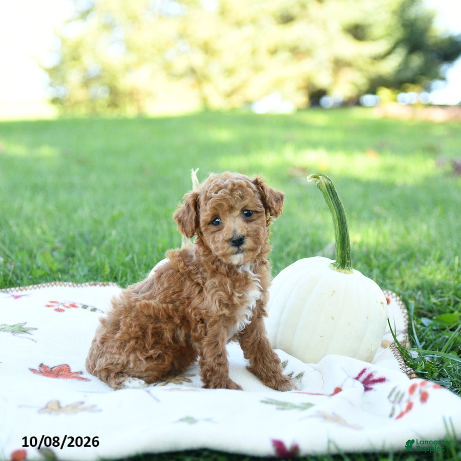 Toy Poodle dogs Nutmeg - Ad 1
