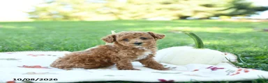 Nutmeg