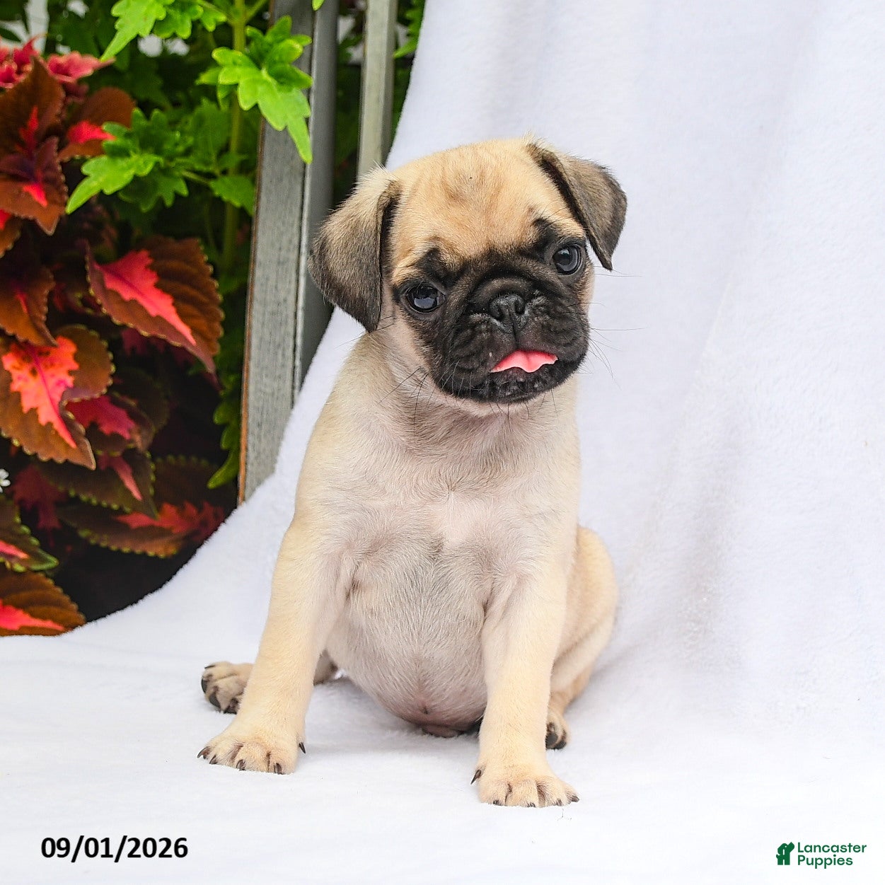 Pug dogs Parker - Ad 2