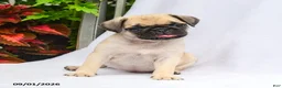 Pug dogs for sale: Parker - Ad 2