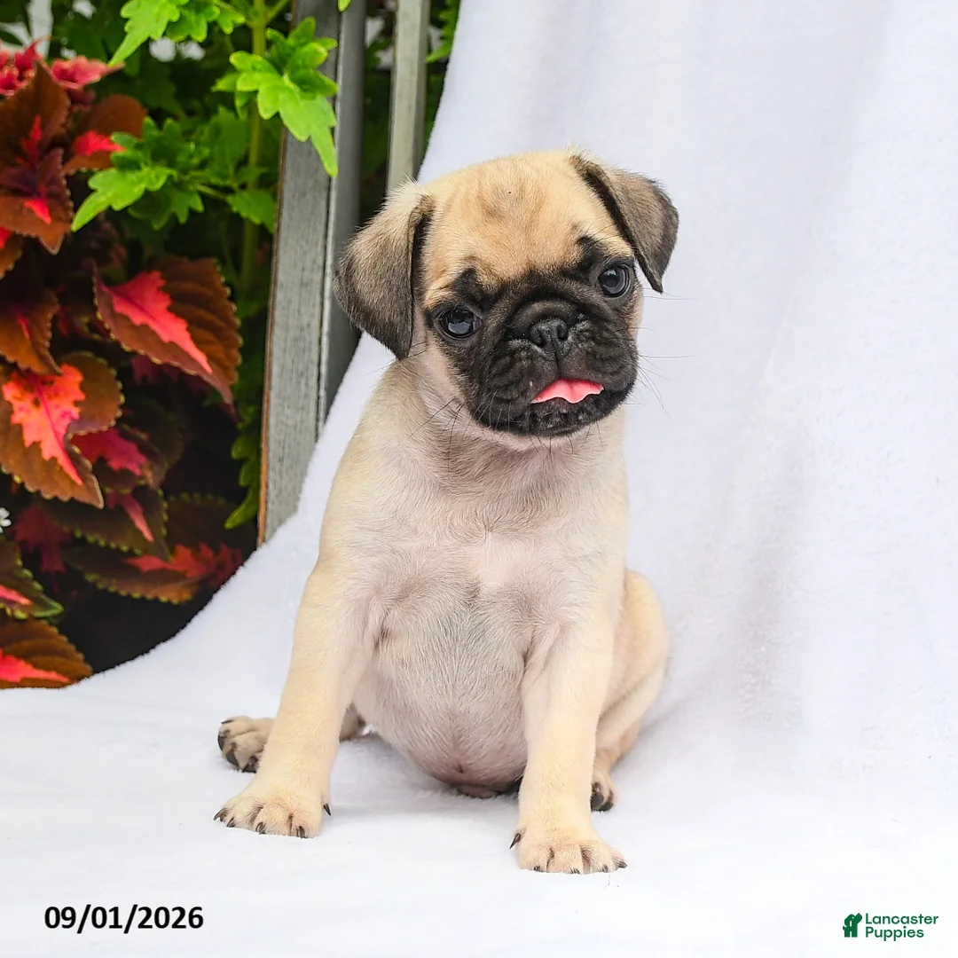 Pug dogs for sale: Parker - Ad 2