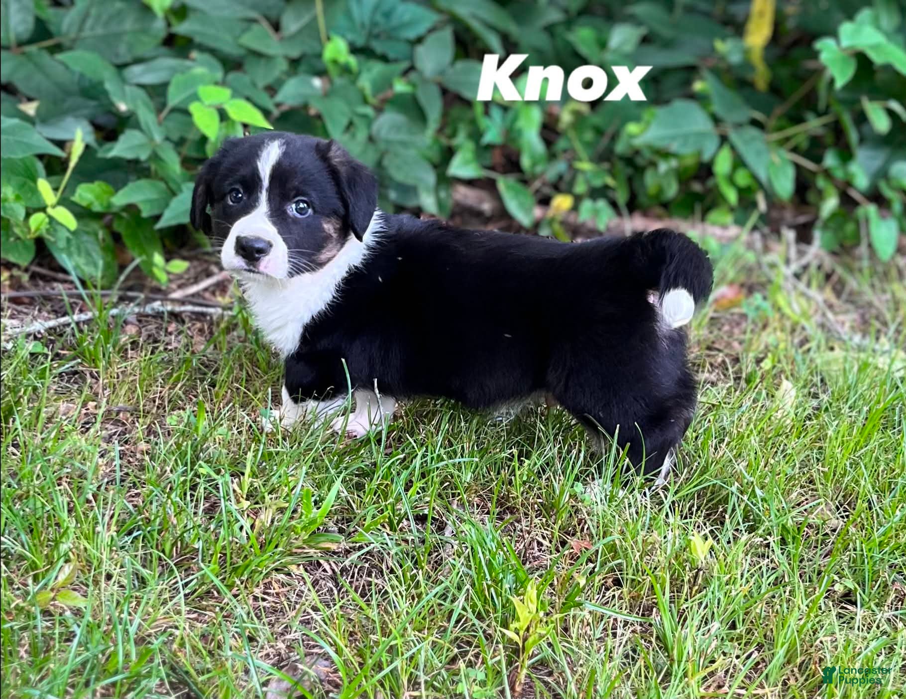 Welsh Corgi Cardigan dogs Knox - Ad 1