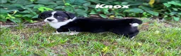 Welsh Corgi Cardigan dogs for sale: Knox - Ad 1