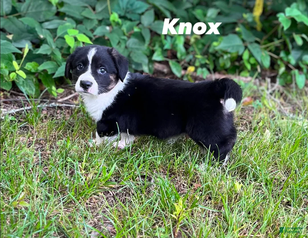 Welsh Corgi Cardigan dogs for sale: Knox - Ad 1