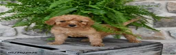 Mini Goldendoodle dogs for sale: Champ  - Ad 3