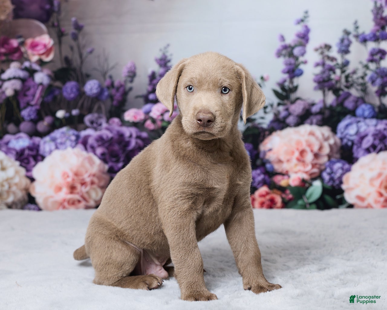 Bowser (Labrador, Male) in Baltic, OH