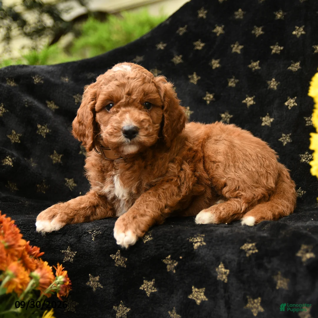 Mini Goldendoodle dogs for sale: Grumpy - Ad 1
