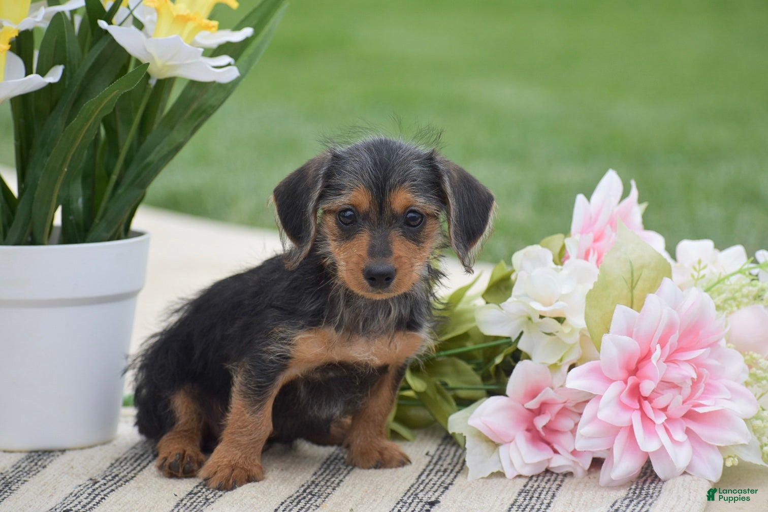 Dorkie dogs Lilly - Ad 2