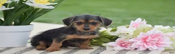 Dorkie dogs for sale: Lilly - Ad 2