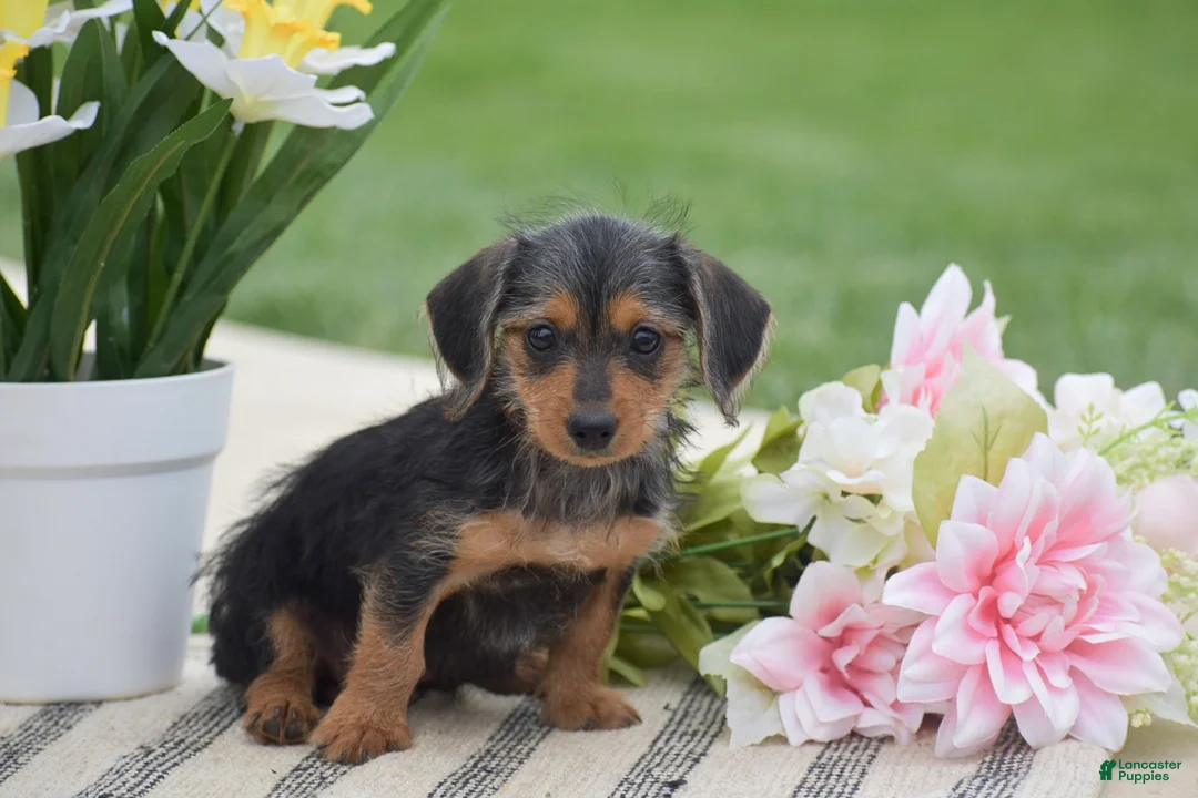 Dorkie dogs for sale: Lilly - Ad 2