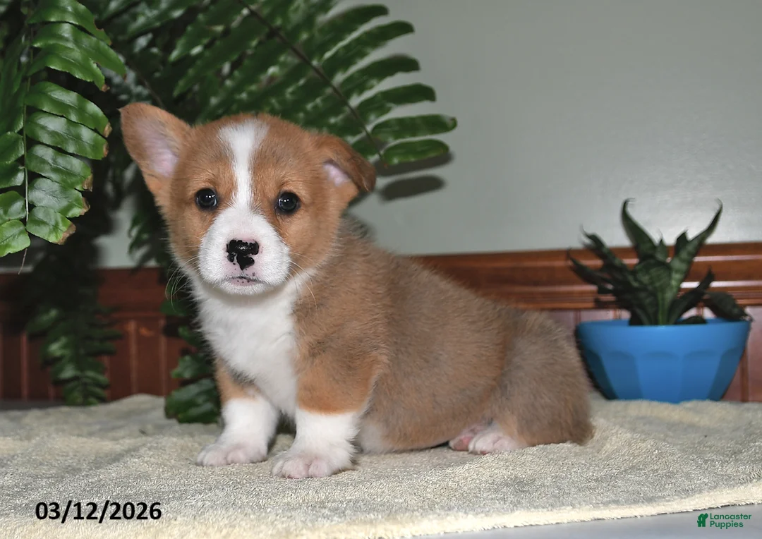 Welsh Corgi Pembroke dogs for sale: Taffy - Ad 2