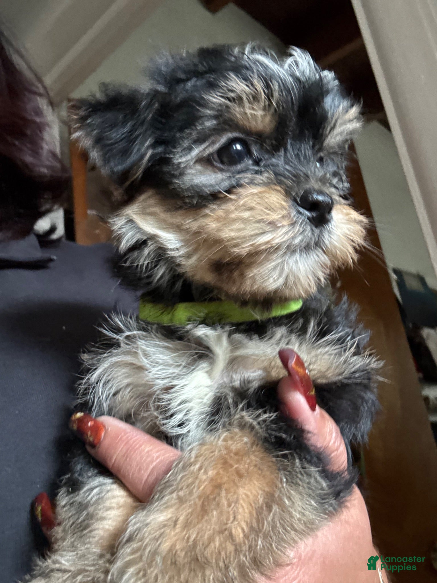 Mixed Breed dogs Gordo - Ad 2