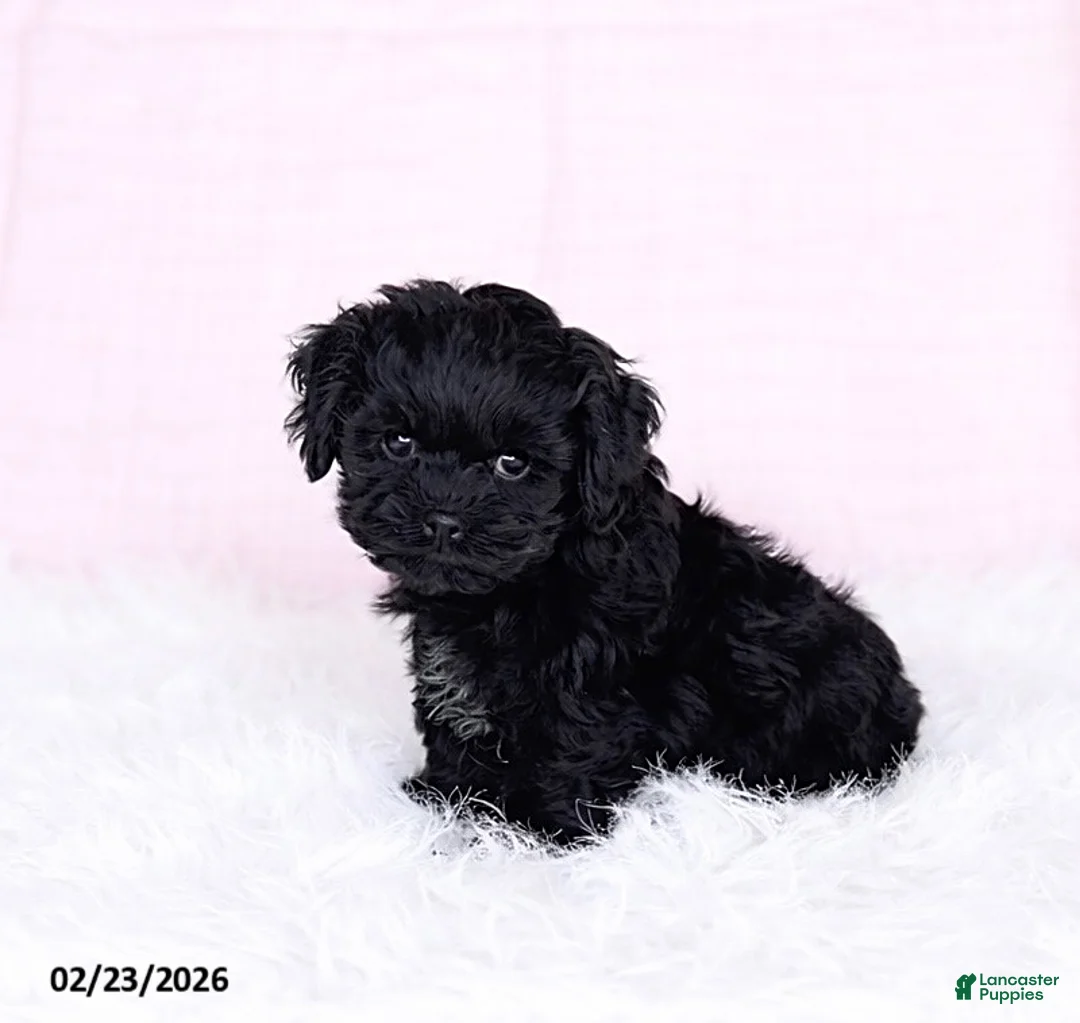 Mixed Breed dogs for sale: Bozo - Ad 4