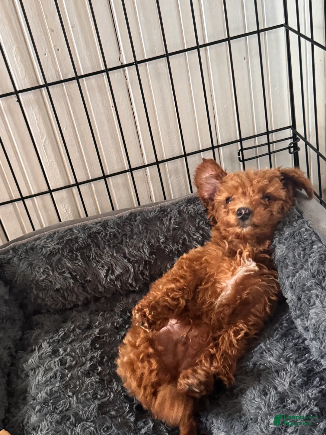 Goldendoodle dogs for sale: Rocky - Ad 7