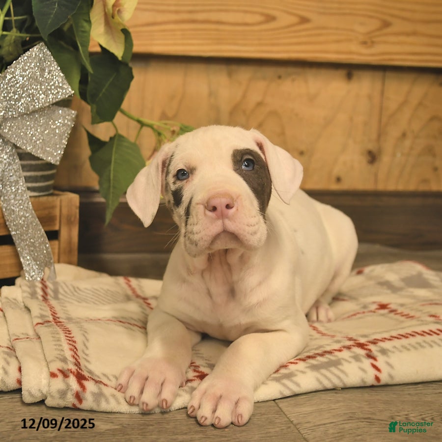 Great Dane dogs Ace  - Ad 8