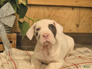 Great Dane dogs Ace - Ad 26