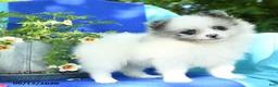 Pomeranian dogs for sale: Mable - Ad 3