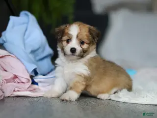 Mixed Breed dogs Billie - Ad 2