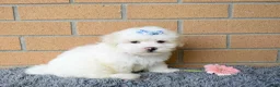Maltese dogs for sale: Baxter 🐶 - Ad 3