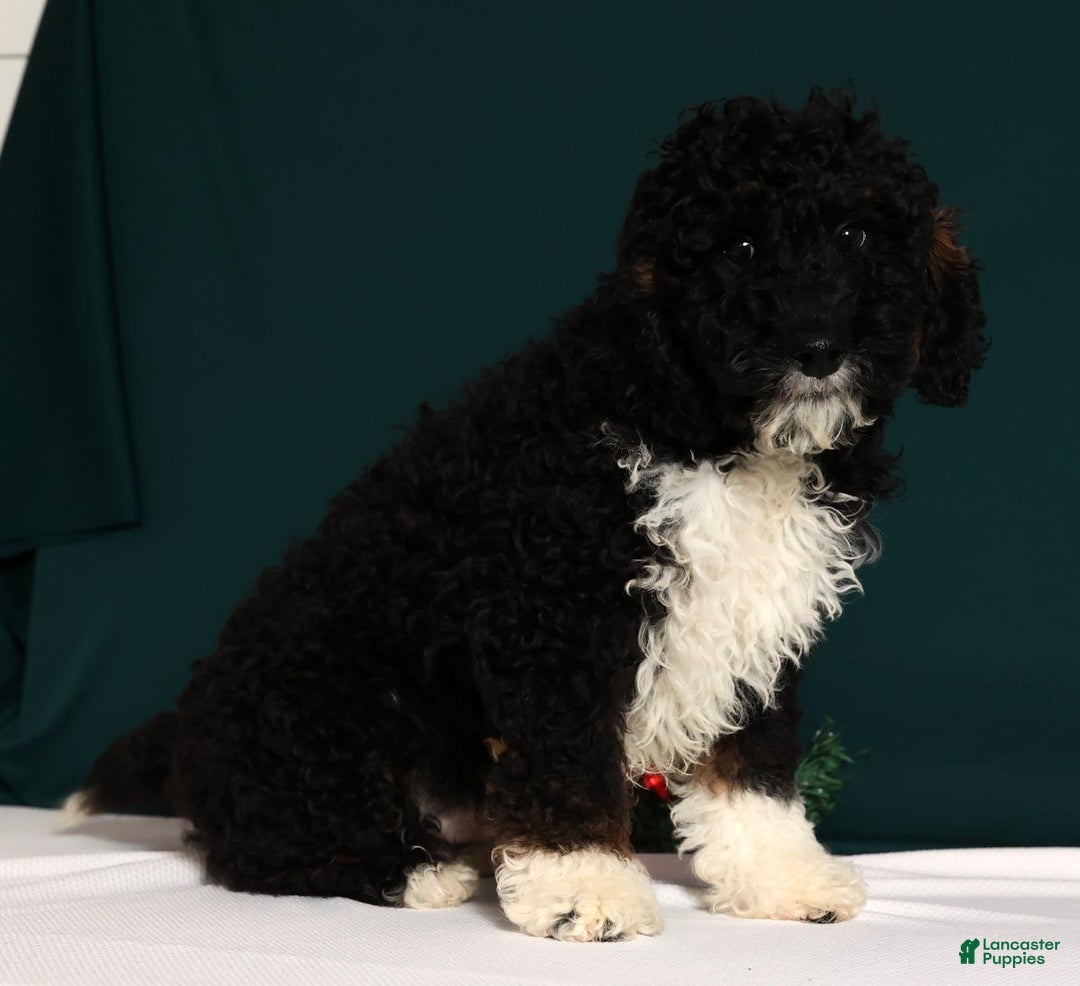 Mini Bernedoodle dogs for sale: Alvin - Ad 1