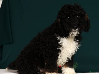 Mini Bernedoodle dogs Alvin - Ad 6