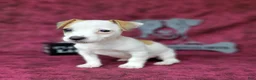 Jack Russell Terrier dogs for sale: Jinx purebred JRT - Ad 2