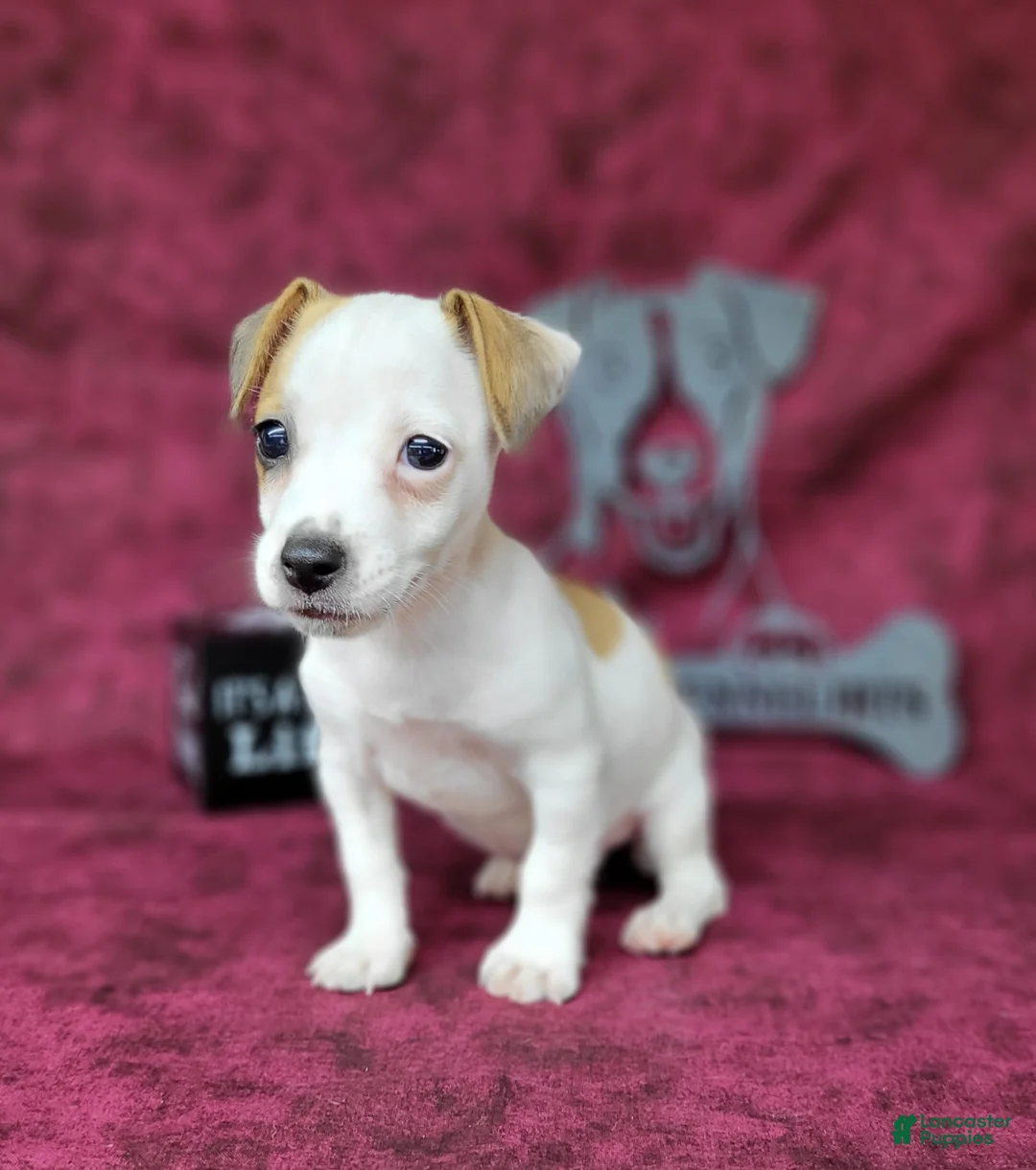 Jack Russell Terrier dogs for sale: Jinx purebred JRT - Ad 2