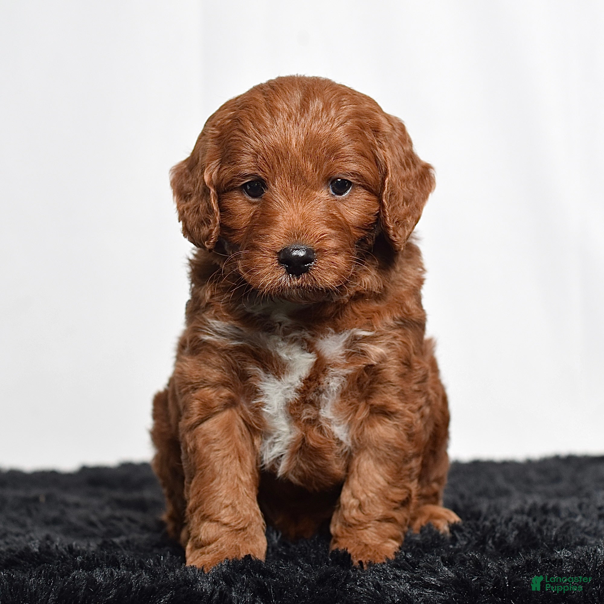 Mini Goldendoodle dogs  Memphis  - Ad 1