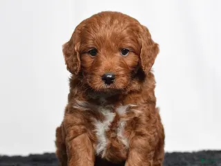 Mini Goldendoodle dogs for sale: Memphis - Ad 2