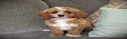 Cavapoo dogs for sale: Sunshine - Ad 6