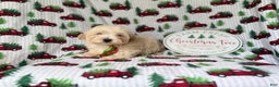 Maltipoo dogs for sale: Jingle - Ad 4