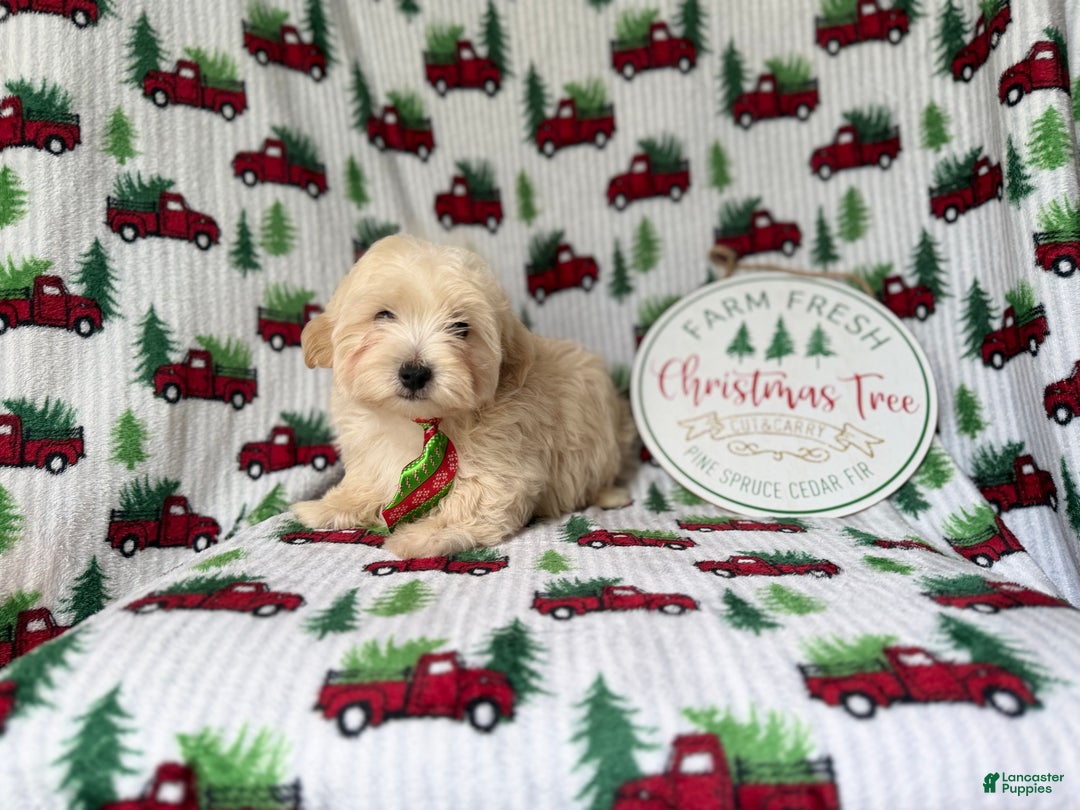 Maltipoo dogs for sale: Jingle - Ad 4