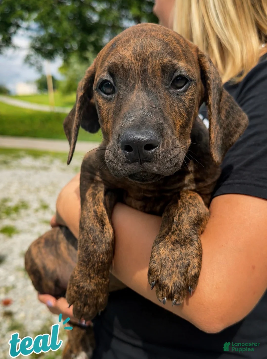 Mixed Breed dogs for sale: Teal - Ad 1