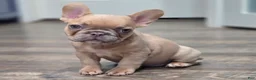 French Bulldog dogs for sale: 💛🍯Blondie🍯💛 - Ad 4