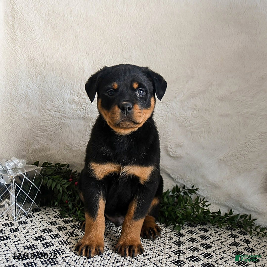 Rottweiler dogs for sale: Graham - Ad 4