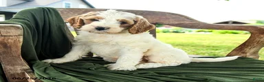 Brady