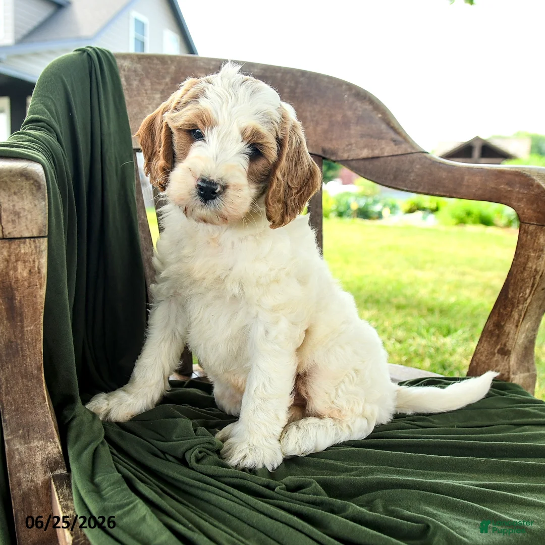Goldendoodle dogs for sale: Brady - Ad 1
