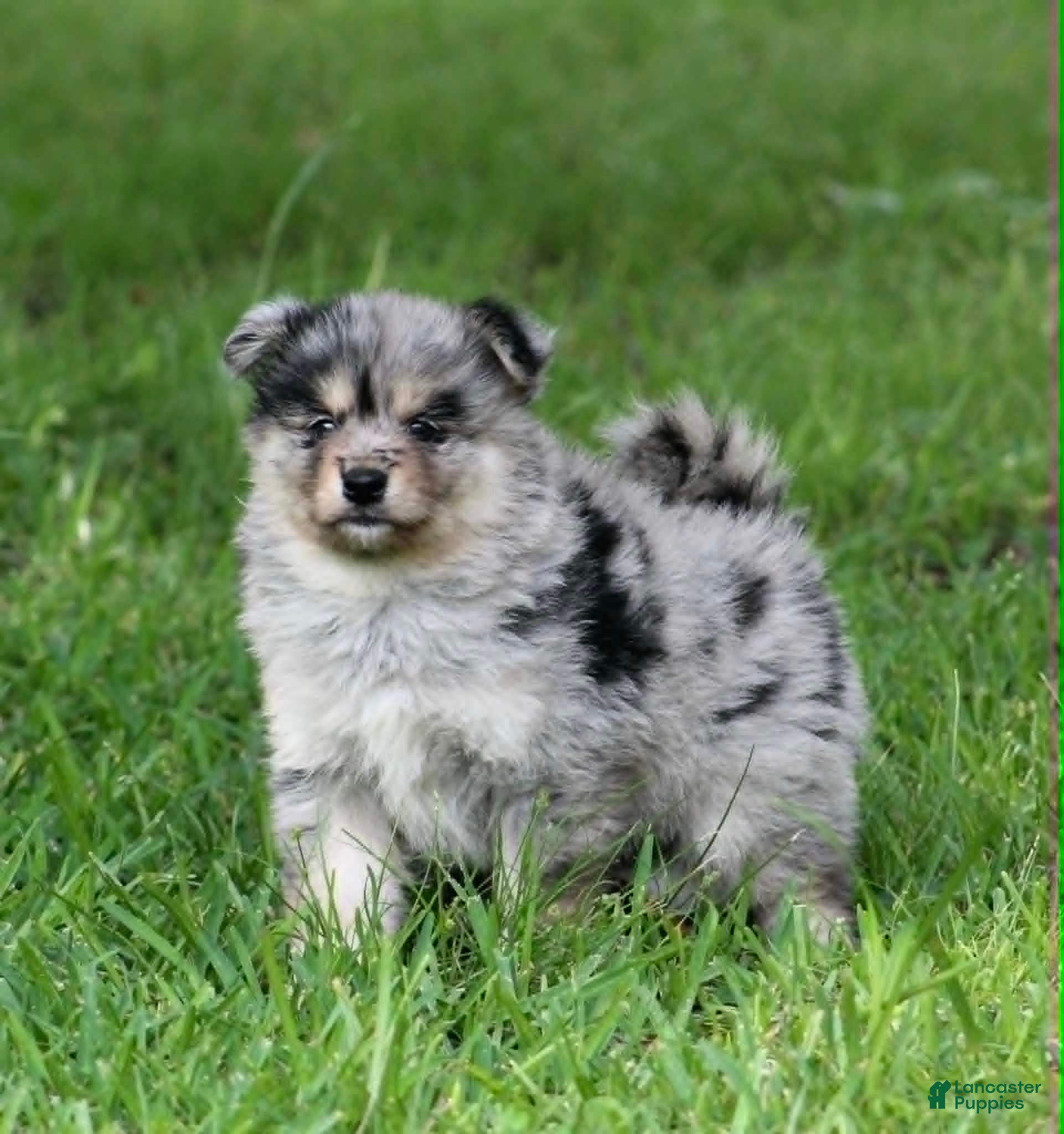 Pomsky dogs for sale: Aster - Ad 2