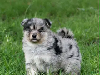 Pomsky dogs for sale: Aster - Ad 2