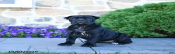 Cane Corso dogs for sale: Brooke - Ad 4